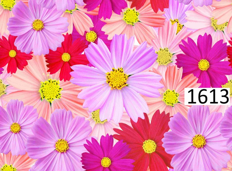 รหัสลายผ้า 1613